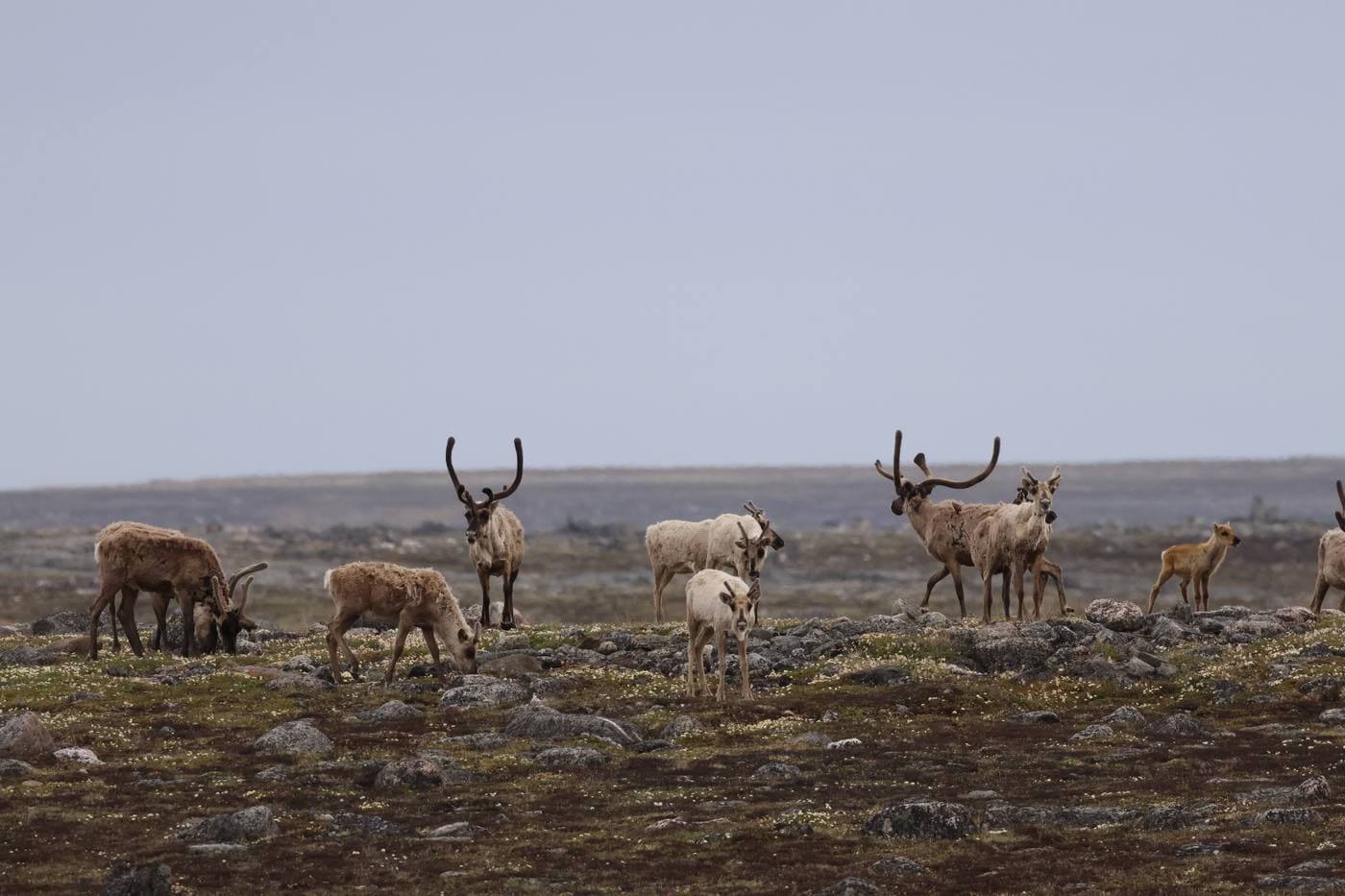 A herd of caribou grazing on open tundra